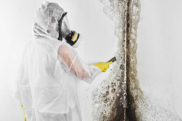  Ashland, CA Mold Removal Pros