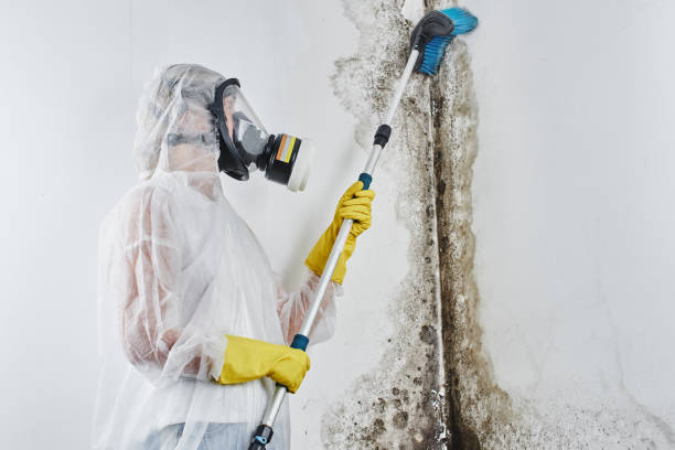 Best Emergency Mold Remediation in Ashland, CA