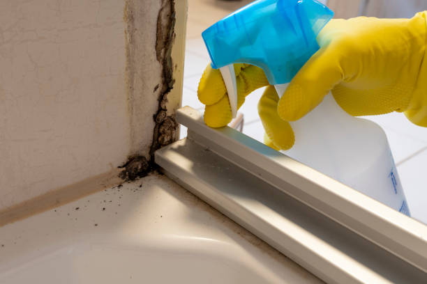 Best Health and Safety Mold Remediation in Ashland, CA