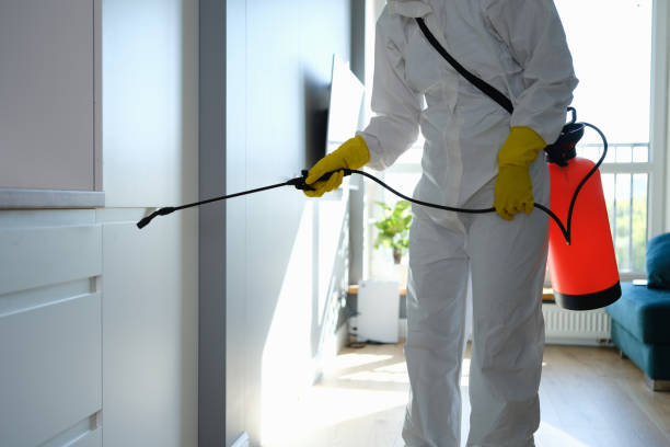Best Mold Remediation for Schools in Ashland, CA