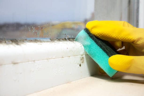 Best Localized Mold Remediation (e.g., coastal areas, humid climates) in Ashland, CA