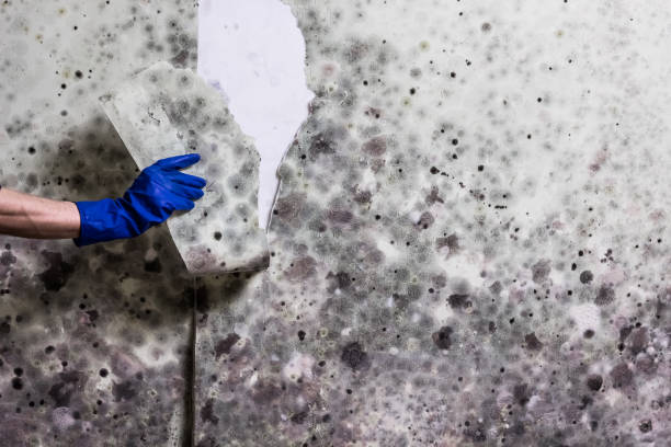 Best Residential Mold Remediation in Ashland, CA