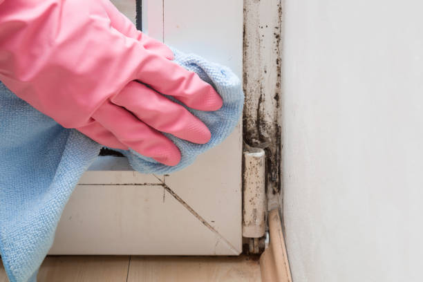Best Insurance-Related Mold Remediation in Ashland, CA