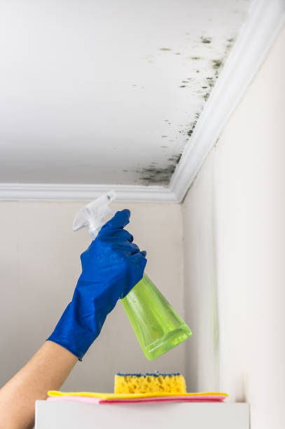Best Residential Mold Remediation in Ashland, CA
